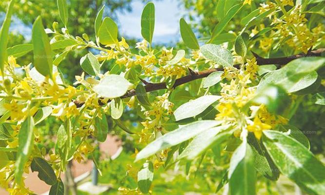 沙枣花的花语是什么？沙枣花寓意有哪些常见问题解答？