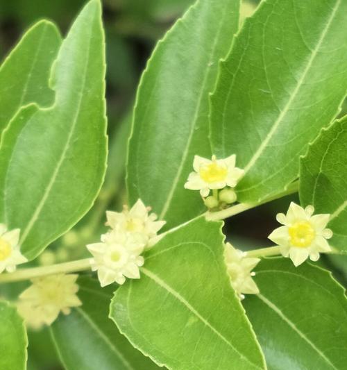 沙枣花的花语是什么？沙枣花寓意有哪些常见问题解答？
