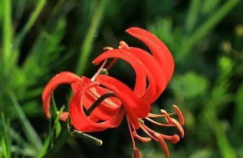 山丹花的寓意和象征是什么？如何在园艺中应用？