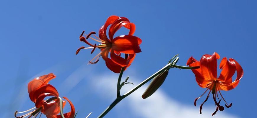 山丹花的寓意和象征是什么？如何在园艺中应用？