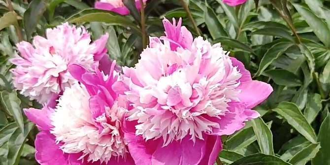 芍药花代表什么意思？如何解读芍药花的花语含义？