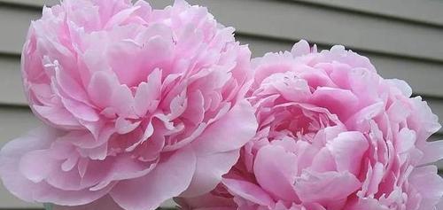 芍药花花语是什么？它代表了哪些意义？