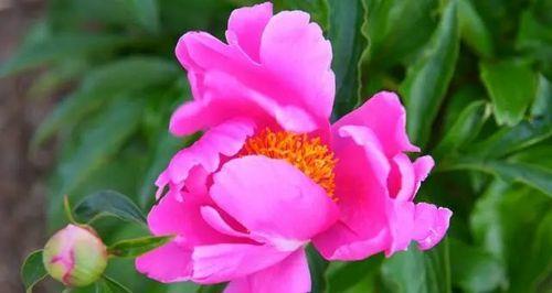 芍药花花语是什么？它代表了哪些意义？