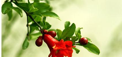 石榴花花语代表什么意思？石榴花的象征意义有哪些？