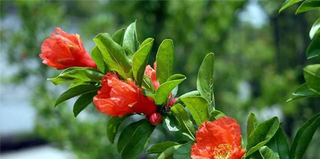石榴花花语代表什么意思？石榴花的象征意义有哪些？
