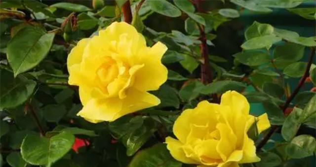 什么花象征着永恒的爱情？如何挑选代表爱情永恒的花卉？