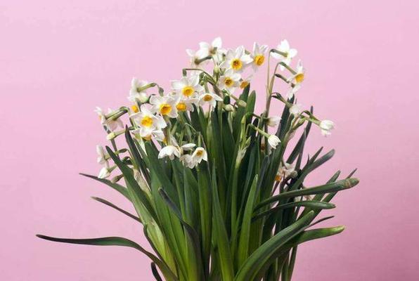 什么花象征财运？如何通过花卉提升家居财运？