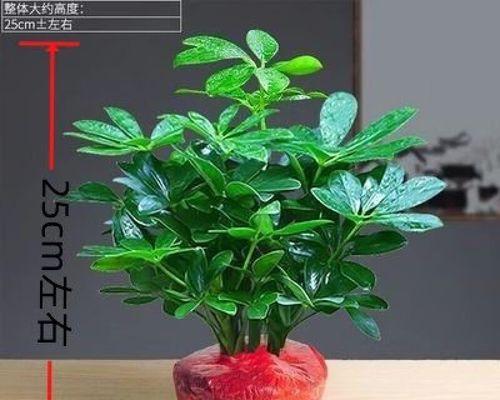 什么花象征财运？如何通过花卉提升家居财运？