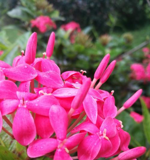 什么花象征成功？成功之花有哪些？