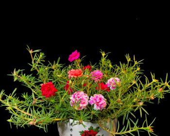 什么花象征富贵？富贵花有哪些种类和特点？
