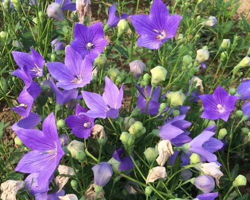 什么花象征着孤独？孤独的花有哪些？