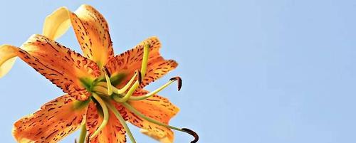 什么花象征救赎？救赎之花的含义是什么？
