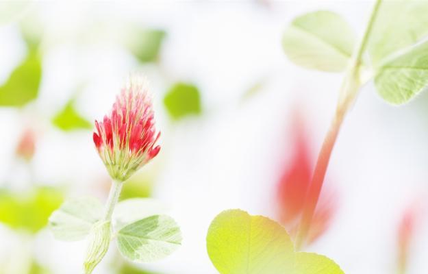 什么花代表浪漫？寻找最浪漫的花卉象征意义是什么？