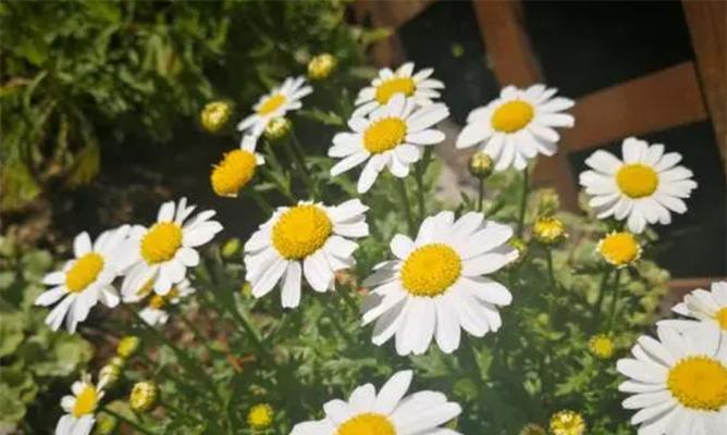 什么花代表离别？离别之花的含义是什么？