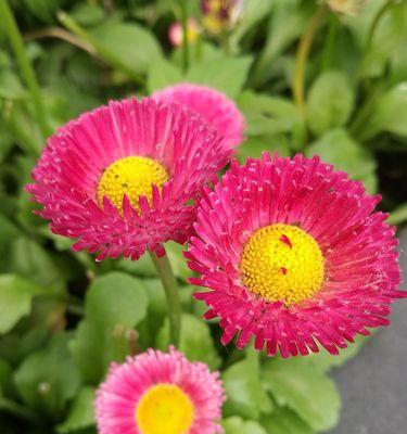 什么花代表母亲？母亲节送什么花最合适？