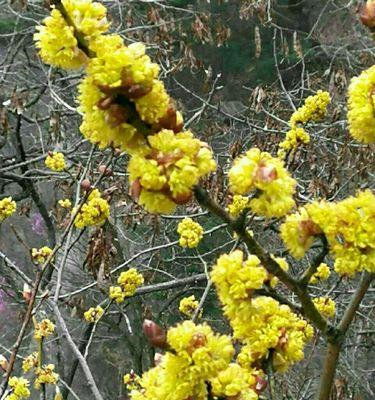 清明节传统花卉有哪些？清明节用什么花来纪念故人？