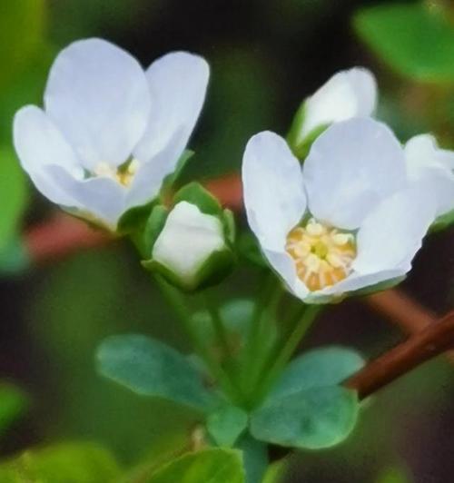 什么花象征生命？了解代表生命的花卉及其含义？