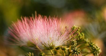 什么花代表相思？相思花有哪些种类和含义？