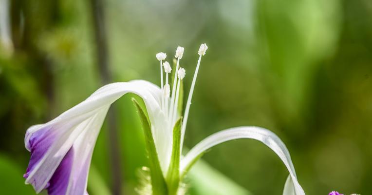 什么花代表相思？相思花有哪些种类和含义？