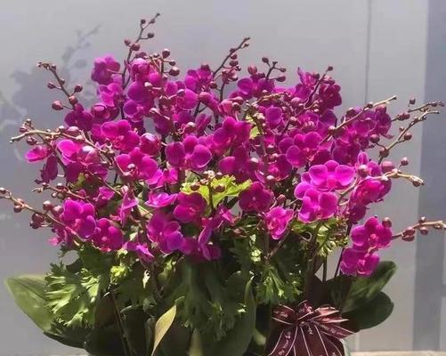 什么花象征着幸运和好运？如何用花卉传递好运？