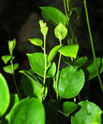 什么花象征虚心？虚心花的花语和选择指南是什么？