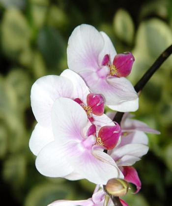 什么花象征虚心？虚心花的花语和选择指南是什么？