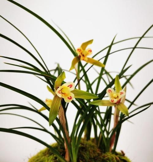 什么花象征虚心？虚心花的花语和选择指南是什么？