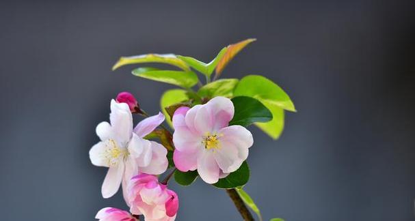 什么花最能代表优雅气质？优雅气质花的种类有哪些？