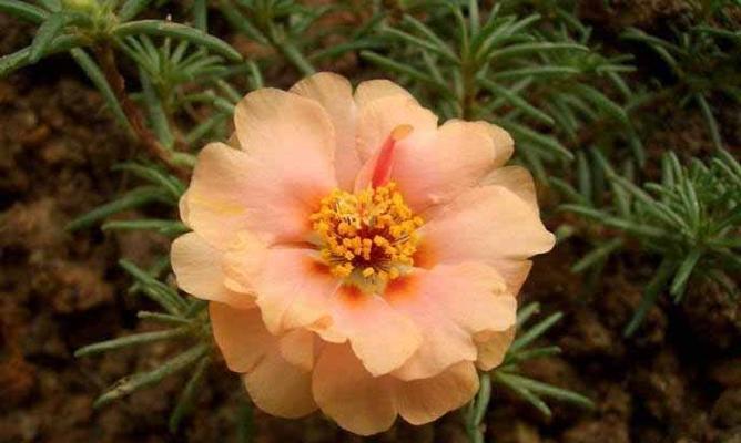 什么花代表忠诚？揭秘象征忠诚的花卉及其花语含义？