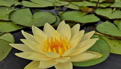 什么花代表忠诚？揭秘象征忠诚的花卉及其花语含义？