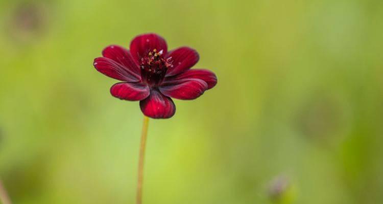 什么花代表专一忠诚？揭秘象征忠诚的花卉种类及其花语含义？