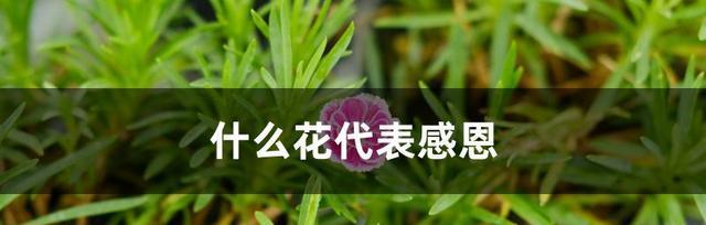什么花的花语代表爱情？揭秘爱情花语背后的故事？