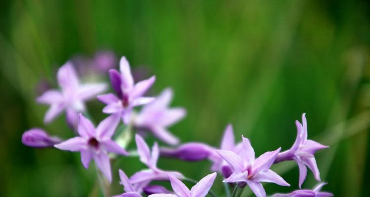 什么花的花语代表傲娇？傲娇花语的花有哪些？