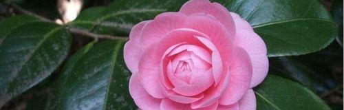 什么花的花语代表傲慢？揭秘傲慢之花的含义是什么？