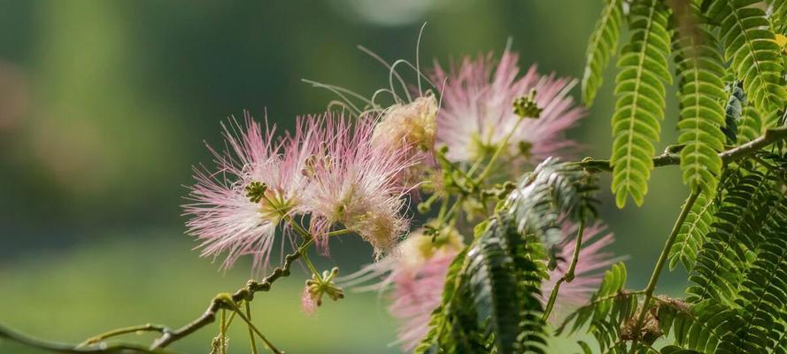 什么花代表背叛的花语？揭秘背叛含义的花卉有哪些？