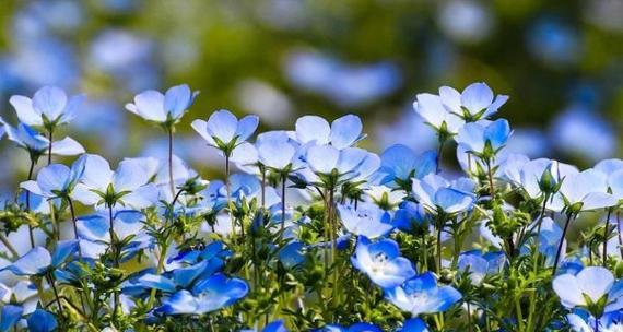 什么花的花语代表被救赎？揭秘花语背后的故事？