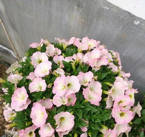 什么花代表变态的爱？花语中有哪些独特的含义？