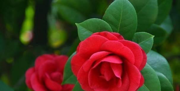 什么花代表变态的爱？花语中有哪些独特的含义？