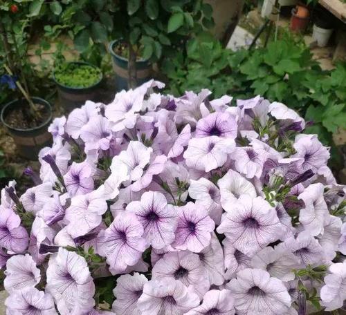 什么花代表变态的爱？花语中有哪些独特的含义？