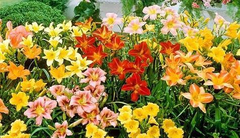 什么花代表别忘记我？花语中表达不忘怀的花卉有哪些？