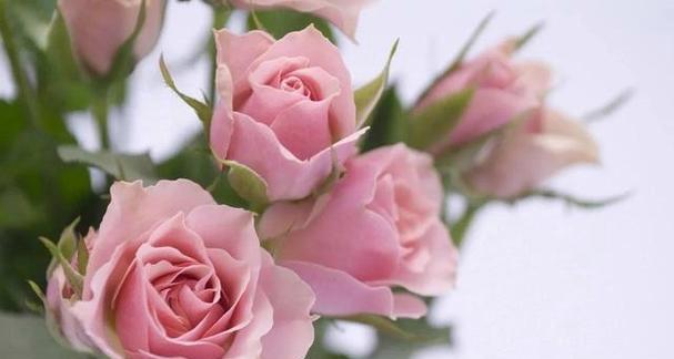 什么花代表单身？揭秘花语中的单身含义是什么？