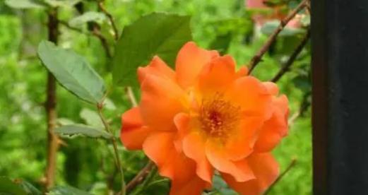 什么花代表道歉？了解道歉花语的最佳选择是什么？