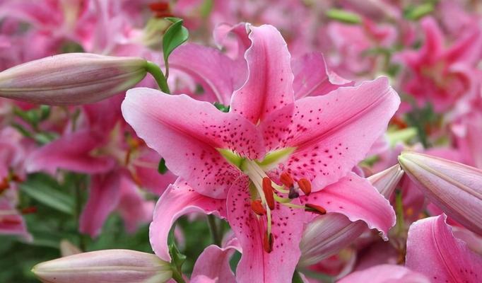 什么花代表道歉和挽回？如何用花卉表达歉意？