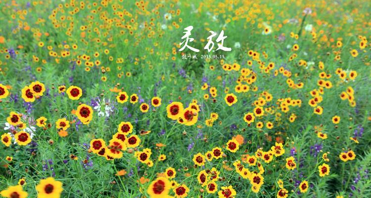 什么花代表等待的花语？花语中等待的含义是什么？