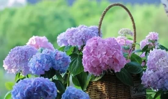 什么花代表等待的花语？花语中等待的含义是什么？