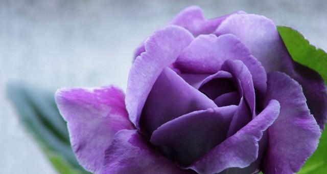 什么花代表等待？花语中等待你的花有哪些？