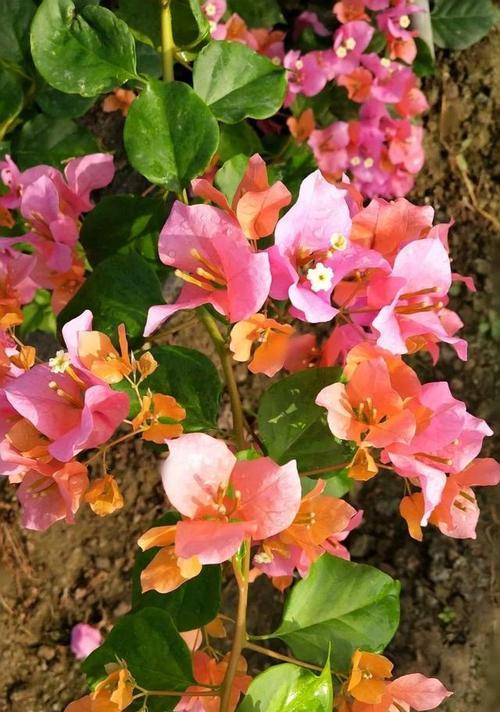 什么花代表等待？花语中等待你的花有哪些？