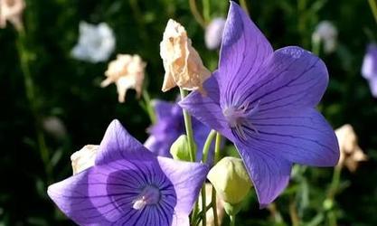 什么花代表等待？花语中等待你的花有哪些？