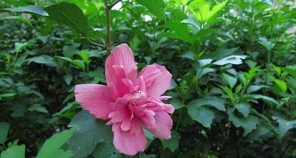 什么花代表等你娶我？花语中寓意求婚的花卉有哪些？