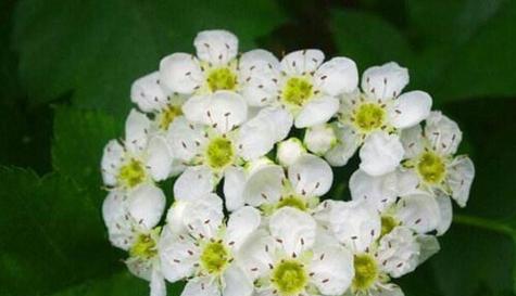 什么花代表独立精神？花语中的独立象征是什么？